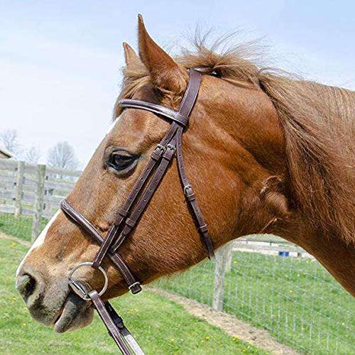 Everyday Raised Fancy Stitched Leather English Schooling Bridle with Laced Reins St. Steel Hardware with 1 Year Warranty. - color: Chestnut, size: Warmblood