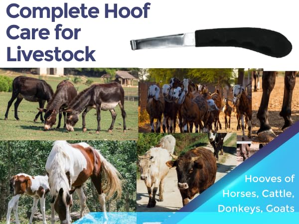 Regular Hoof Knife for Horses – Farrier Tool with Plastic Grip – Hoof Trimming Knife for Equine Care & Veterinary Use (Left Hand) (Regular-Blade - LH) (Regular Blade) - style: Regular Blade - LH