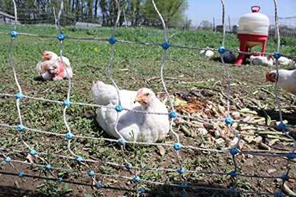 48" x 164' Electric Poultry Netting with Double Spiked Fiberglass Posts | Electric Fence for Chickens in Backyards, Homesteads, Farms and Ranches