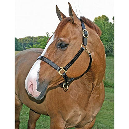 Schneiders Premier Dorchester Padded Leather Halter for Horses | Fancy Stitch Detailing | Soft Buffalo Leather | Padded for Comfort - size: Thoroughbred
