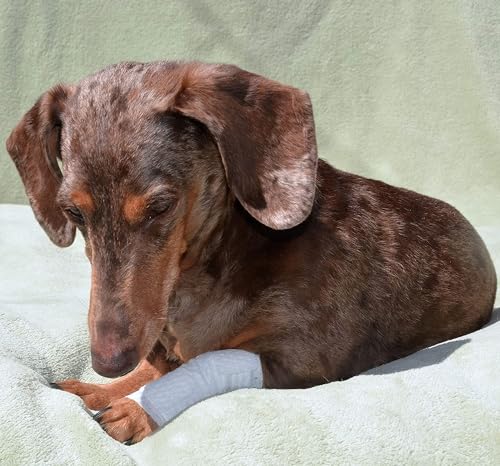 PawFlex Joint and Large Area Wound Bandages for Dogs Cats & Other Pets. Great for Leg Joint sprains and Tail Injuries! Non Adhesive Breathable Non-Slip Disposable Washable Value Pack (2XS/XS 12pk) - size: 2XS/XS 12pk