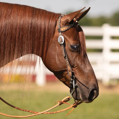 Schneiders Black Edged Ribbon Tooled One Ear Headstall | Elegant Argentine Leather | Rust-Resistant Hardware | Horse Headstall for Work, Ranch, and Trail Riding | Size Full Horse