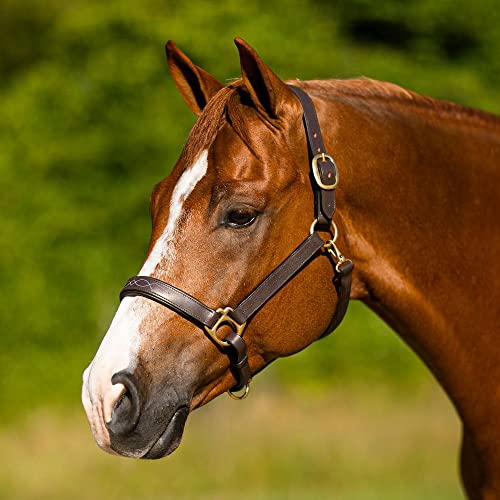 Schneiders Premier Dorchester Padded Leather Halter for Horses | Fancy Stitch Detailing | Soft Buffalo Leather | Padded for Comfort - size: Thoroughbred