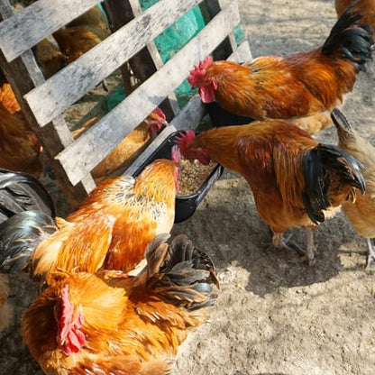 Goovilla Chicken Feeder Waterer, Hanging or Screw-in, 2 Pack 5 Quart, Black - color: Black, size: 5 Quart