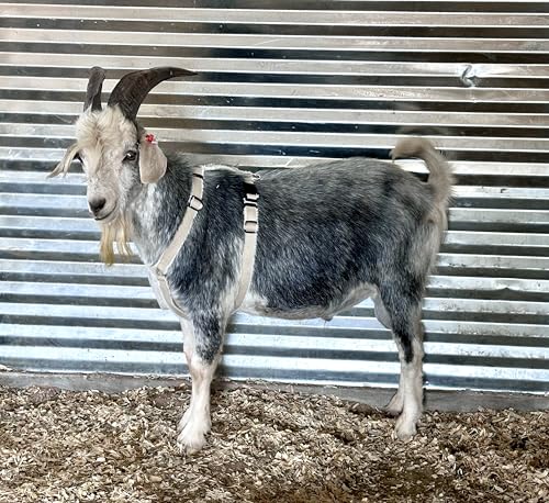Asatre Goat Harness - Adjustable Soft Padded Livestock Harness - Large - size: Large