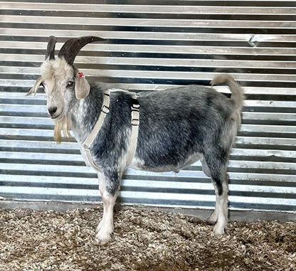 Asatre Goat Harness - Adjustable Soft Padded Livestock Harness - Large - size: Large
