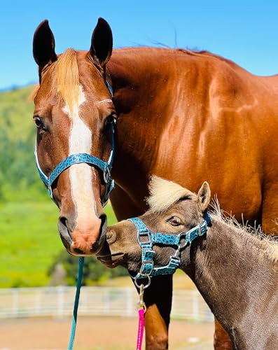 Star Point Horsemanship Rainbow Cheetah Halter - size: X-Large Pony 40-48"