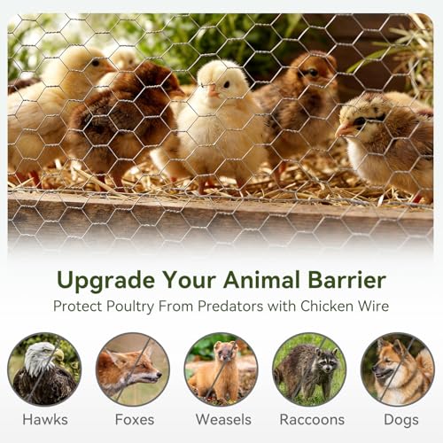 Amagabeli Chicken Wire Fencing 13.7 in x 236 in(20ft) Garden Netting Poultry Wire Hexagonal Galvanized Mesh Roll Fence Barrier for Raised Bed Cattle Panels for Plant Trellis Vegetable Bird Pet Craft - size: 1" 13.7"x20' + 100 Ties