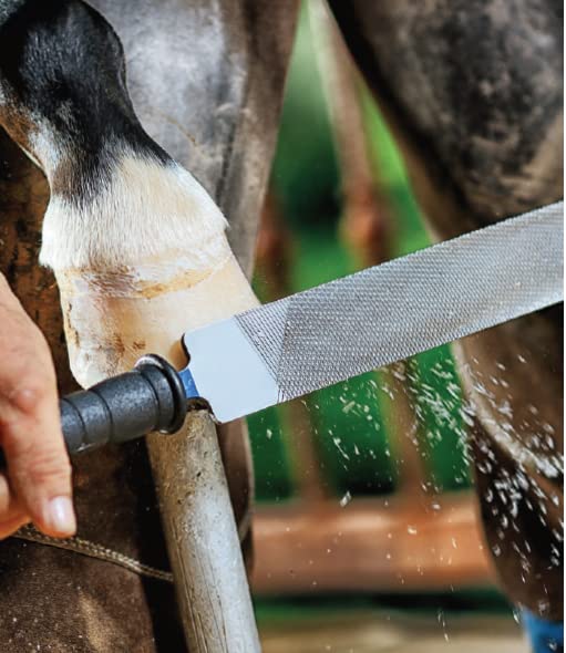 heller Farrier Hoof Rasp Excel 14in