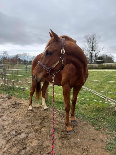 Leaders Padded Curved Leather Halter with Customized Engraved Name Plate Ergonomic Leather Halter for Horses - size: Horse Size Brown/White Stitch
