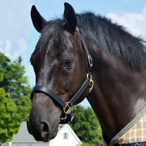 Country Pride Quiet Creek Triple Stitched Premium Leather Halter - color: Black, size: Cob