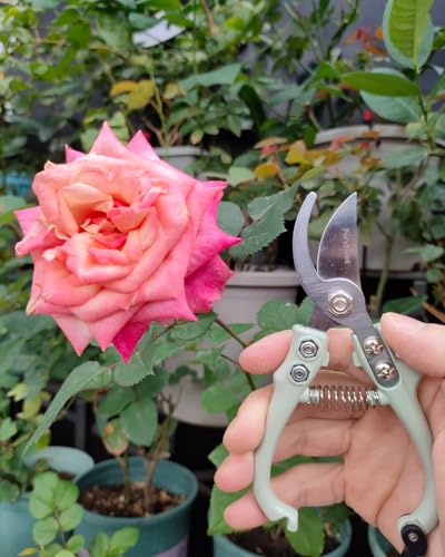 Fondwell 6" Small Bypass Pruners Garden Shears Plant Clippers for Gardening | 1-Pack Lightweight Pruning Shears, Rust Resistant, Comfortable Use - Best for Delicate Cutting Fresh Flower Stems Herbs Buds - color: Sage (Curved Blades)