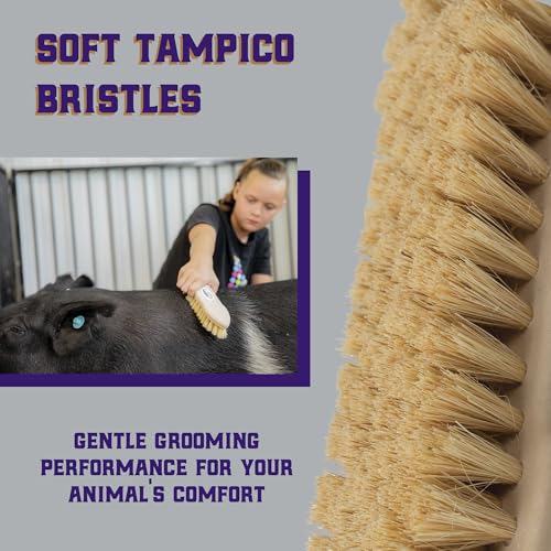 Weaver Livestock Tampico Pig Brush, Plastic Grooming Brush for Dirt Removal, Soft Bristle Tampico Brush for Smooth Hair, Daily Show Pig Grooming Tools