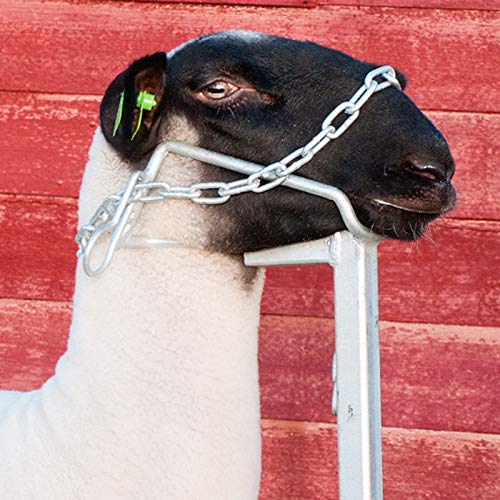 Premier 1 Galvanized Steel Trimming Stand for Sheep & Goats – 20"W x 48"L | Rust-resistant galvanized steel. Folds flat for storage. Adjustable for clipping, shearing & hoof trimming.