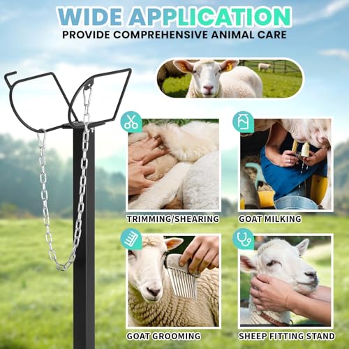 RQR 500 Lbs Goat Milking and Shearing Stand, Sturdy Sheep Stand with Chain Halter, 47"x23", Adjustable Height Livestock Stand, Easy to Clean, Fits Goats, Sheep & Livestock