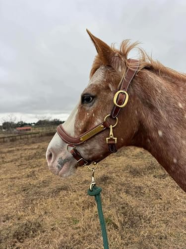 Leaders Padded Curved Leather Halter with Customized Engraved Name Plate Ergonomic Leather Halter for Horses - size: Cob Size Brown/White Stitch