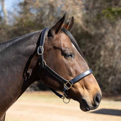 Jeffers Paris Padded Leather Horse Halter with Throat Snap, Adjustable Double Buckle Crown with Throat Snap, Triple Stitched Noseband for Cheek & Nose, Black - size: Full
