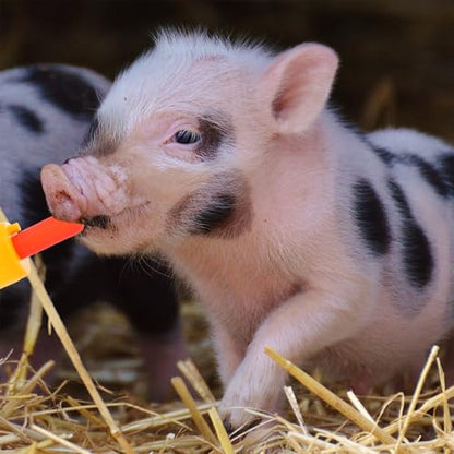 BESTonZON Lamb Feeding Nipples 10 pcs Animal Nursing Bottle Teats for Sheep Goat Piglet and Calf Screw-on Pacifier with Smooth Surface for Farm Animal Feeding