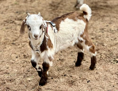 Asatre Goat Harness - Adjustable Livestock Harness - Small - size: Small