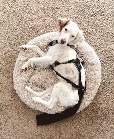 Tail Guard & Harness Set - Veterinary Dog Tail Protector & Injury Wrap, Size Medium - size: M