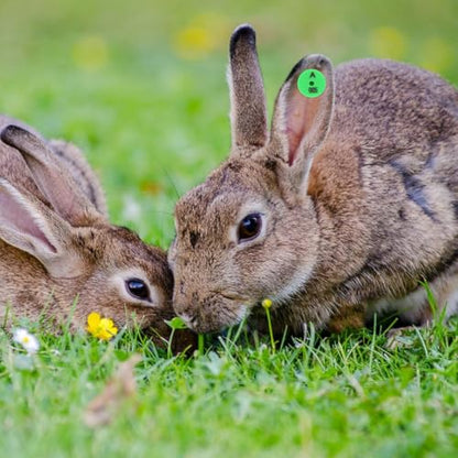 HEMOTON Rabbit Ear Tags, 100-Piece Numbered Identification Labels