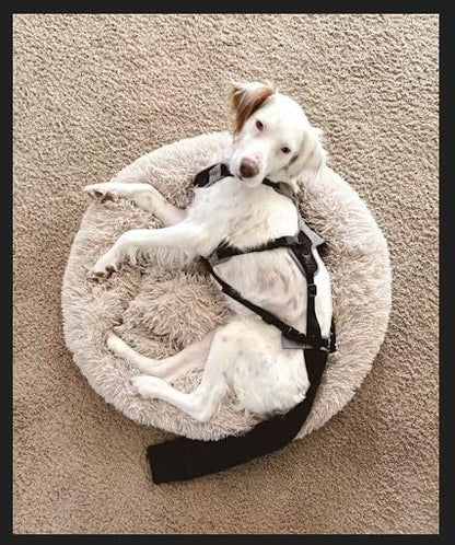 Tail Guard & Harness Set - Veterinary Dog Tail Protector & Injury Wrap, Size Small - size: S
