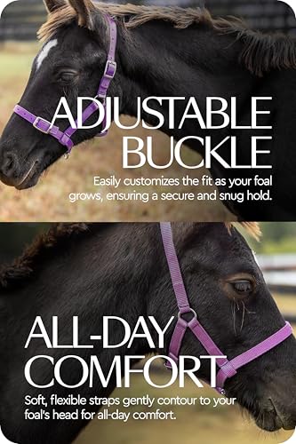 HORZE Adjustable Mini Horse Halter, Nylon Design for Foals, Colts, Fillies - color: Purple