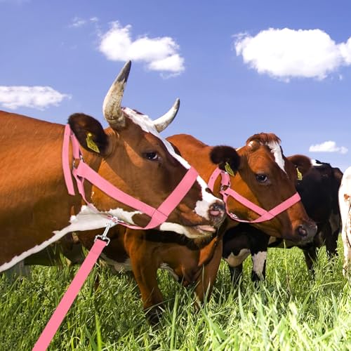 M METERXITY 2-Pack Adjustable Cattle Cow Calf Halter, 13.78"-17.7" Nylon Livestock Cow Halter with Leading Rope for Miniature Horse/Donkey/Goat/Cattle [Red/Black]