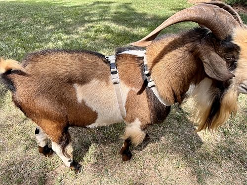 Asatre Goat Harness - Adjustable Livestock Harness – X-Large - size: X-Large