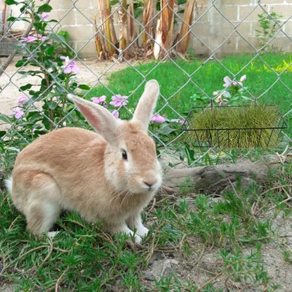 6 Pack Hay Feeder Rabbit with Hooks Heavy Duty, 9x4x3 Inch - color: Black
