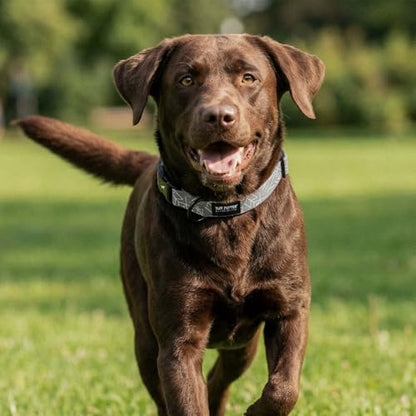 Tuff Pupper Premium Adjustable Dog Collar for Small Boy & Girl Dogs, Stylish Pattern Collars Designed in USA, Quick Release Buckle, TotemRealm Print, Small (0.7 Inch Wide x 8-12 Inch Neck) - color: TotemRealm, size: Small