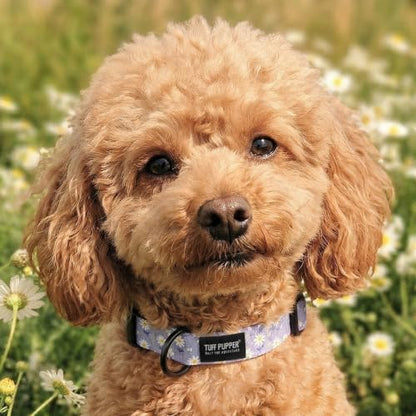 Tuff Pupper Premium Adjustable Dog Collar, Stylish Pattern Collars Designed in USA, Quick Release Buckle, Lavender Daisy Small (0.7 Inch Wide x 8-12 Inch Neck) - color: Lavender Daisy, size: Small