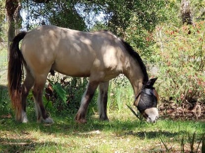 EquiVizor 95% UV Eye Protection (XL) Horse Fly Mask with Ears. Designed to Stay On Your Horse, Off The Ground - size: X-LARGE