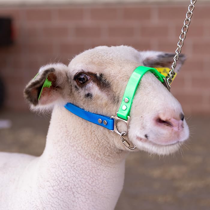 SULLIVAN'S Next Level Sheep & Goat Halter (Light Blue/Lime Green) - color: Light Blue/Lime Green