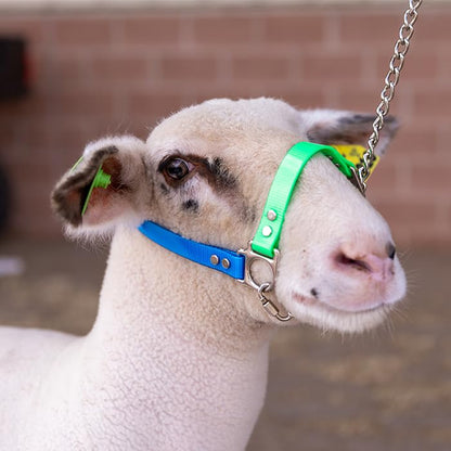 SULLIVAN'S Next Level Sheep & Goat Halter (Light Blue/Lime Green) - color: Light Blue/Lime Green