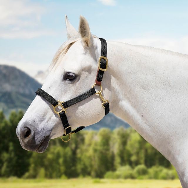 Kensington Premium Breakaway Halter with Padded Nose — Added Breakaway Safety Measures — Snap at Throat for Identical Fit Each Time - color: 204-Raven, size: Large