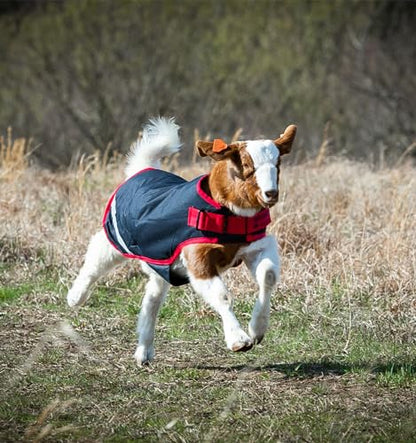 Horseware® Goat Rug - Navy/Red, L - color: Navy/Red, size: L