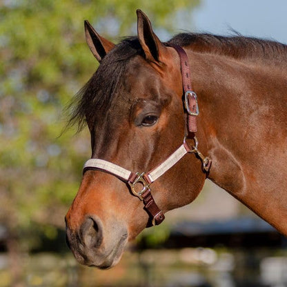 Kensington Premium Breakaway Halter with Padded Nose — Added Breakaway Safety Measures — Snap at Throat for Identical Fit Each Time - color: 500 - Desert Sand, size: Medium