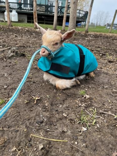 Insulated Coats for Newborn Goats 14"- Turquoise