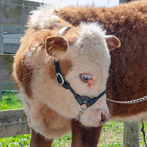 Derby Originals New and Improved Premium Round Rolled Leather Cattle Show Halter with Matching Chain Lead - color: Havana, size: Medium (650-1050lbs)