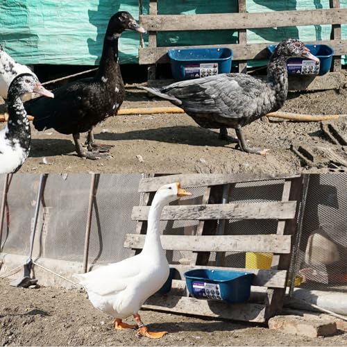 Goovilla Chicken Feeder Waterer, Hanging or Screw-in, 2 Pack 5 Quart, Blue - color: Dark Blue, size: 5 Quart