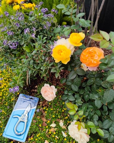 Fondwell 6" Small Bypass Pruners Garden Shears Plant Clippers for Gardening | 1-Pack Lightweight Pruning Shears, Rust Resistant, Comfortable Use - Best for Delicate Cutting Fresh Flower Stems Herbs Buds - color: Sage (Curved Blades)