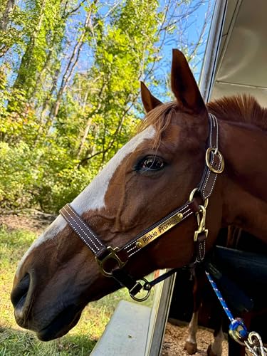 Leaders Leather Halter for Horses with Customized Engraved Name Plate Option Halter for Horse - size: Cob Size