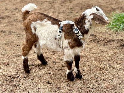 Asatre Goat Harness - Adjustable Livestock Harness - Small - size: Small