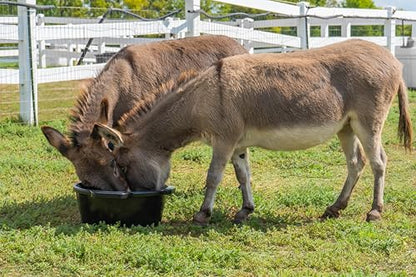Little Giant® Feed Pan with Handles - 22 Quart - Heavy Duty Plastic Livestock Feeder and Waterer Pan Bucket Tub - Black - color: Black