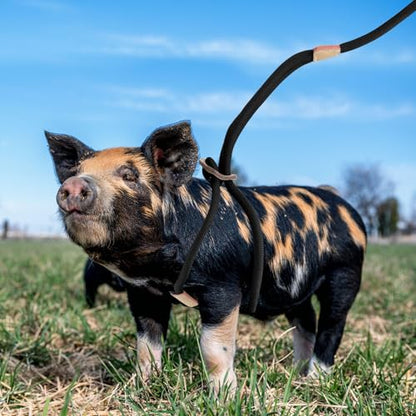 Pig Harness, Adjustable 8 Feet Leash for Small to Medium Pet Pigs
