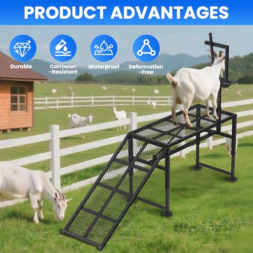 Adjustable Goat Milking Stand – Heavy Duty Steel Grooming & Trimming Platform with Ramp for Sheep & Goats – Livestock Milking Station, Height 18.5 to 28.8 Inches
