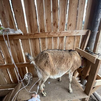 3L Goat Milking Machine,Battery Rechargeable Portable Milker,304 Food Bucket - size: 3L Goat