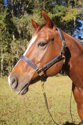 Tack Shack of Ocala Leather Halter for Horses with Customized Engraved Name Plate Option Halter for Horse | Brown/Brass, Black/Brass, Black/Chrome Options - size: Weanling/Small Pony