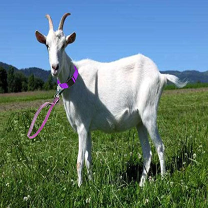Goat Lead and Goat Collars Set Small Farm Animal Goat Sheep (Multicolor) - color: Multicolor